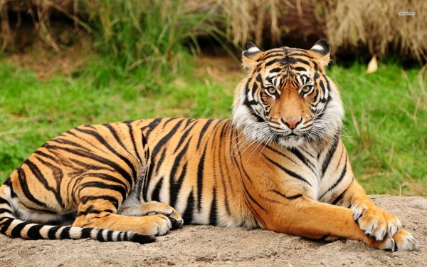 12088-tiger-resting-1680x1050-animal-wallpaper