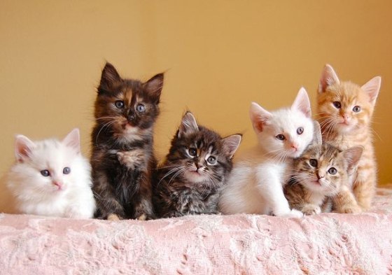 kittens10